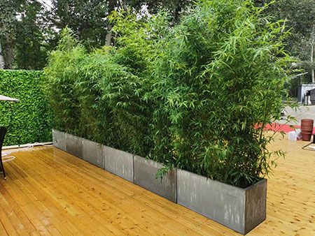 北京綠植墻提供北京綠植租擺、北京花卉租賃、北京花卉租擺